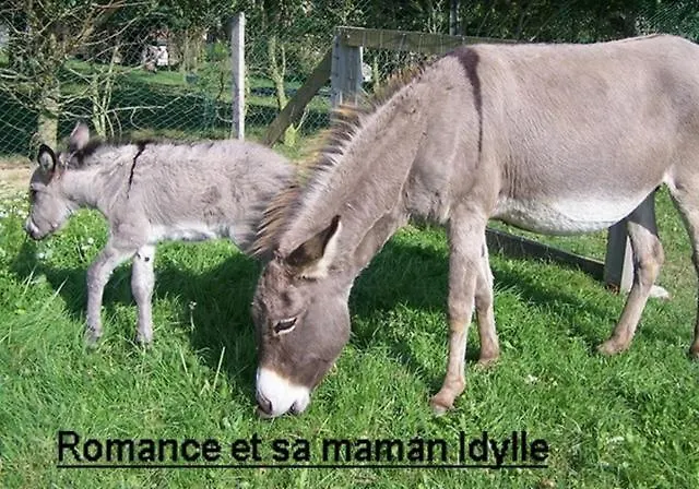 Moulin De Binard Maison d'hôtes *